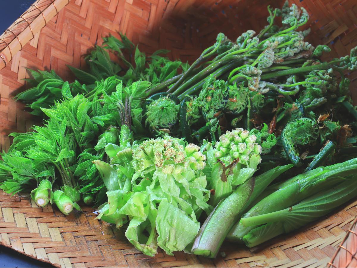 【大山の山菜食べつくし】採れたて！春だけの“旬のごちそう”をふんだんに♪ペットとの自然散策にもおすすめ