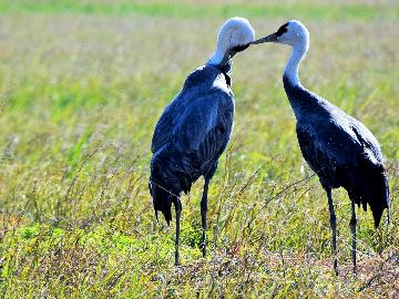【夕食は鍋で】1万羽のツルに会いに行こう！「万羽鶴もなか」プレゼント！