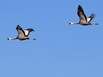 【夕食は和食で】1万羽のツルに会いに行こう!「万羽鶴もなか」プレゼント!