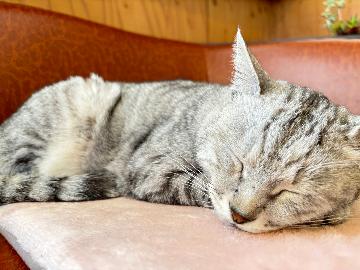 【2月限定】２月は猫の日にちなんで看板猫ラビィちゃんからお得な宿泊プランをプレゼント♪