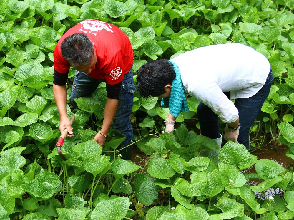 【夏休みわさび農家体験付き】大人も子どもも学べる“自由研究”☆彡リアルなわさび農家の話が聞ける