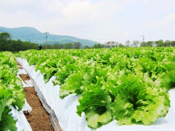 ［体験］高原レタスを収穫体験♪グラスワイン1杯サービス付き☆特別プラン【1泊2食付】