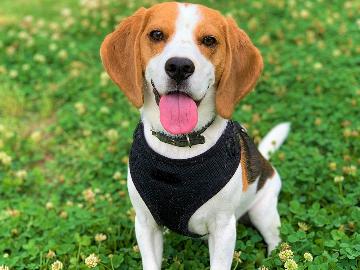 愛犬と過ごす贅沢グルメ旅♪黒毛和牛の贅を極めたプレミアムコース《前沢牛づくし会席》２食付