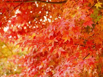 【富士河口湖紅葉祭り】会場まで送迎特典付♪スタンダード -2食付-