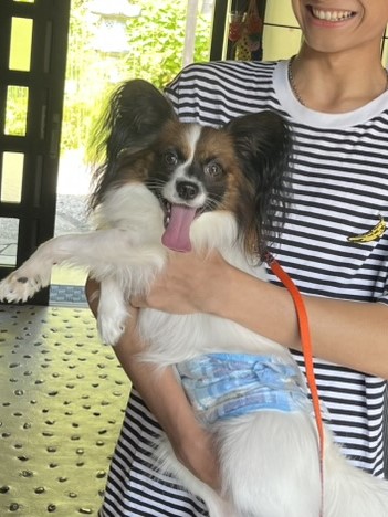 【ペットOK】しゃぶしゃぶデリバリープラン♪～ログハウスこもれび～