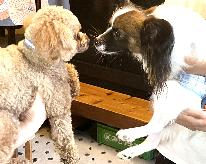 休日前も平日料金で【ペットOK】すき焼きデリバリープラン♪～ログハウスこもれび～