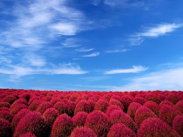 【期間限定】～燃える大地　みはらしの丘～フォトジェニックなコキアを楽しもう【特典付】