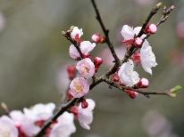 【偕楽園・第130回水戸の梅まつり】～早春の香り～花の旅♪特製手打ち蕎麦付≪岩風呂＆檜風呂≫