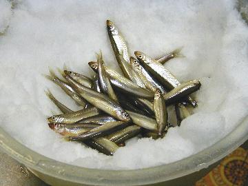 『わかさぎ初心者』でも安心！手ぶらで“桧原湖名物”わかさぎ釣りを楽しもう【特典盛りだくさん】1泊2食