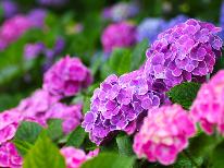 ＼公式HP限定企画！／6月限定！～花心会席～梅雨限定ドリンクサービス付き