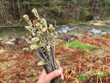 【山菜収穫体験付きせいろ蒸し・囲炉裏プラン】当館人気No.1コースに山菜収穫体験付き！