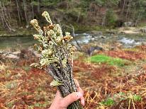 【山菜収穫体験付きせいろ蒸し・囲炉裏プラン】当館人気No.1コースに山菜収穫体験付き！